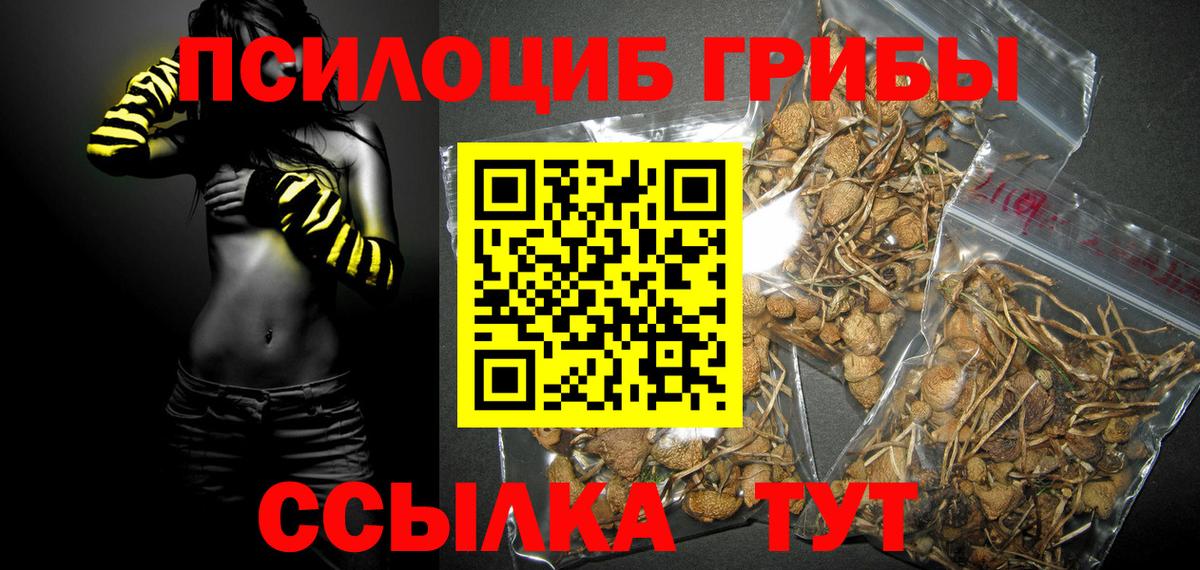 Псилоцибиновые грибы Cubensis Отрадный