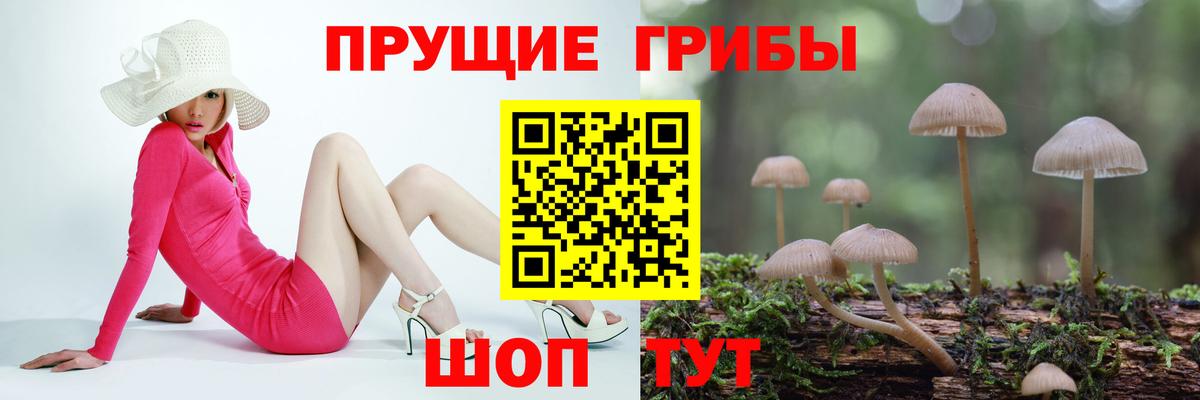 Отрадный  Галлюциногенные грибы Cubensis  Вход с VPN 